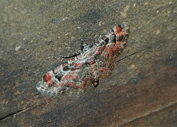 Gymnoscelis rufifasciata Geometridae